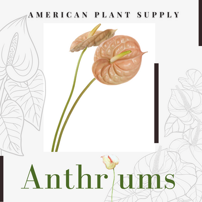 Anthurium - Growing Instruction & Care