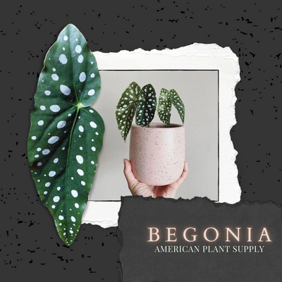 Begonias - Growing Instruction & Care