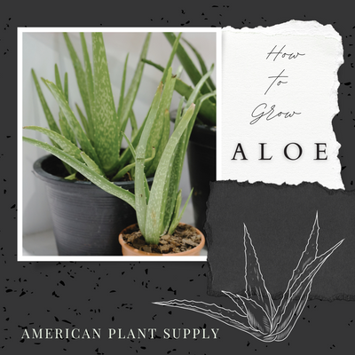 Aloe - Growing Instruction & Care