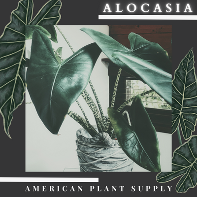 Alocasia - Growing Instruction & Care