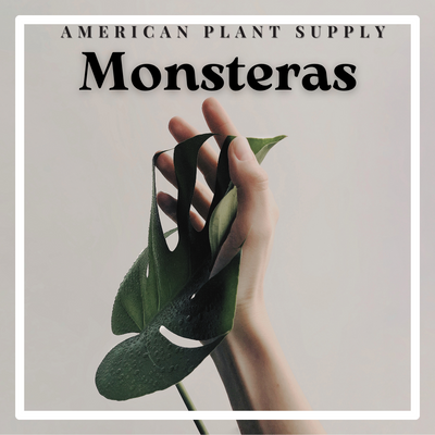 Monstera - Growing Instructions & Care