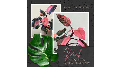 Philodendron "Pink Princess" - Growing Instruction & Care