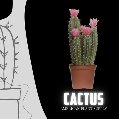 Cactus - Growing Instruction & Care