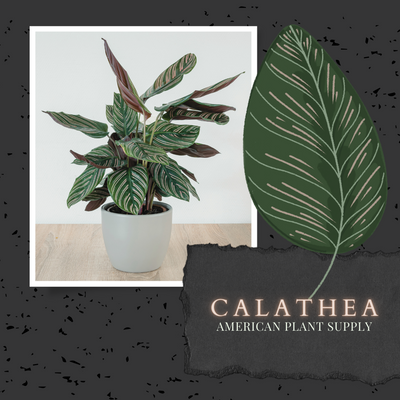 Calathea  - Growing Instruction & Care