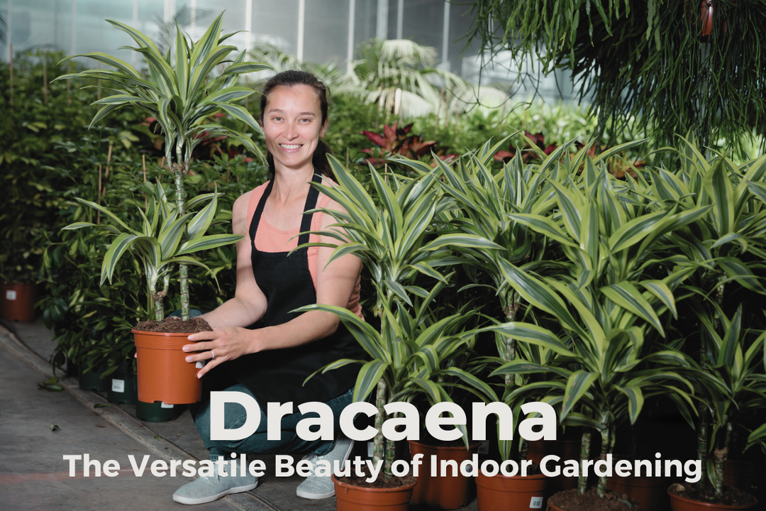 Dracaena: The Versatile Beauty of Indoor Gardening