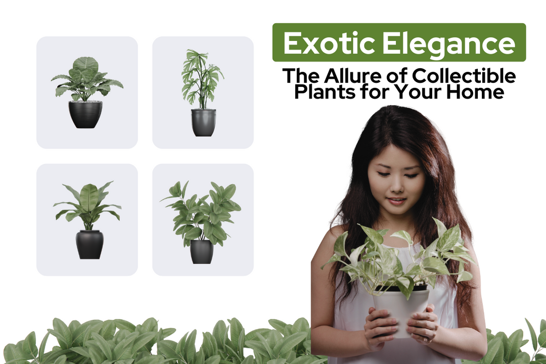 Exotic Elegance: The Allure of Collectible Plants for Your Home