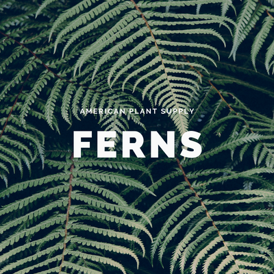Fern - Growing Instruction & Care