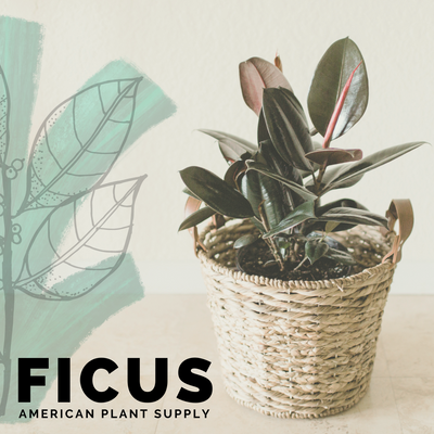 Ficus  - Growing Instruction & Care