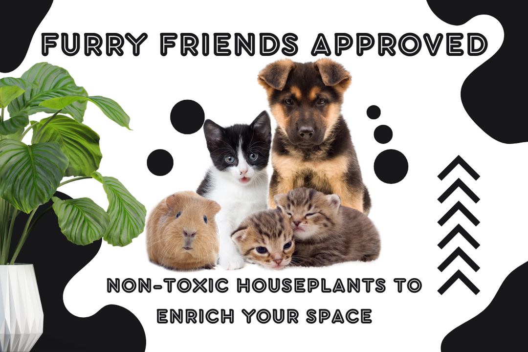 Furry Friends Approved: Non-Toxic Houseplants to Enrich Your Space