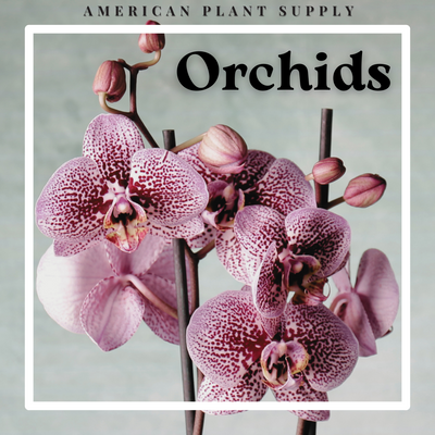Orchid - Growing Instruction & Care