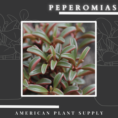 Peperomia - Growing Instruction & Care