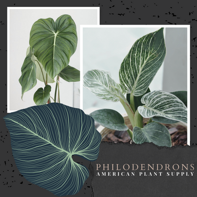 Philodendron - Growing Instruction & Care
