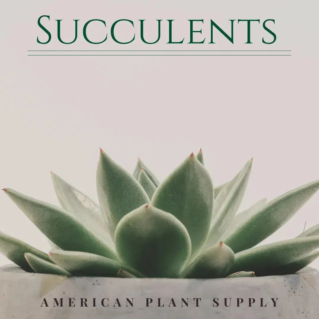 succulent titties Buy 'Blue Boobs' Cactus Australia