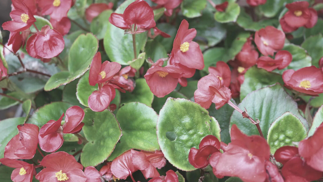 Begonia-American Plant Supply