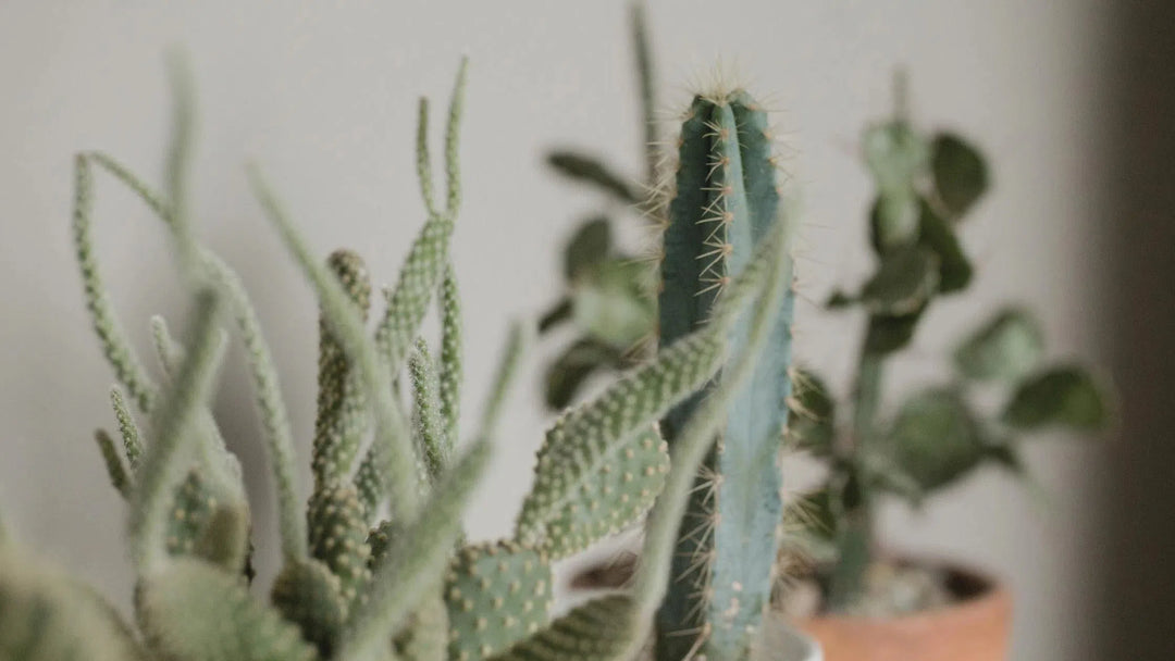 Cactus-American Plant Supply