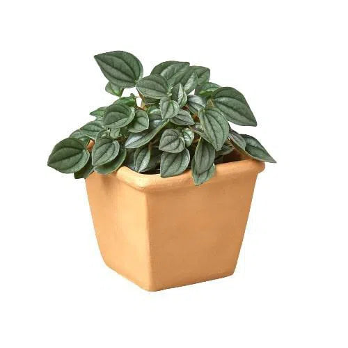 pre potted plants 1 Pre-Potted Subscription Box