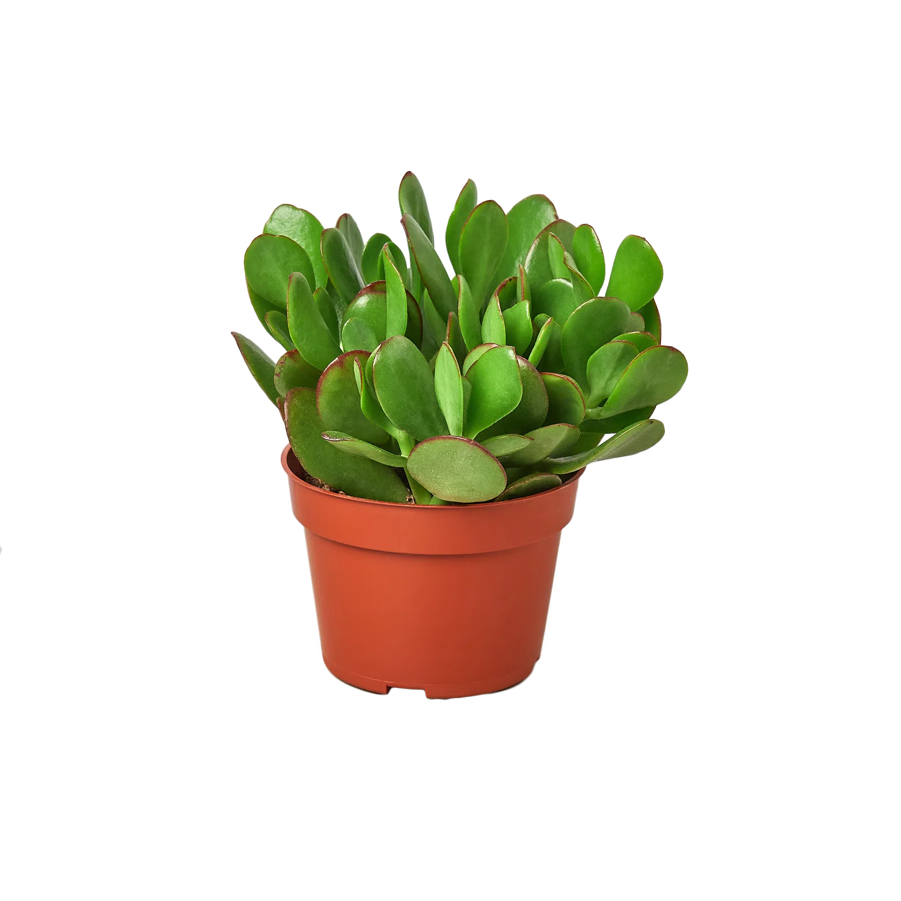 succulents monthly club 1 Succulent Monthly Subscription Box exclusive at American Plant – American Plant Supply