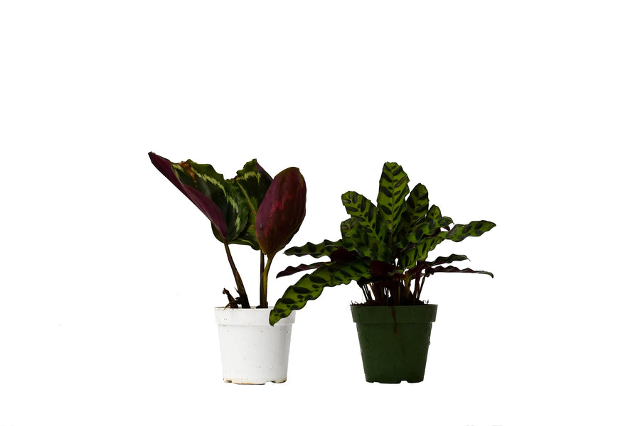 2 Calathea Plants Variety Pack in 4" Pots-4" Plant (2pk/$2) ($10 Ship/31oz)-American Plant Supply