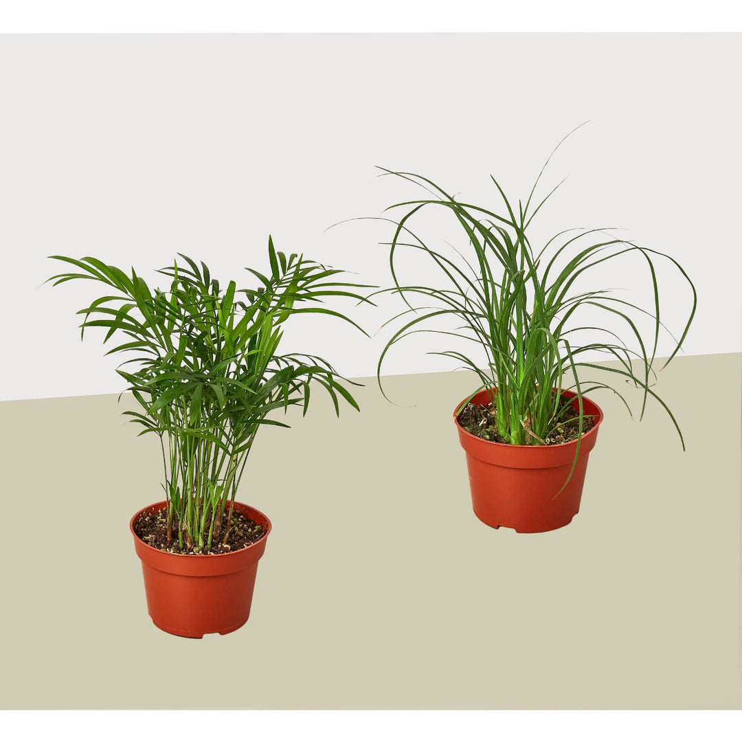 2 Palm Variety Pack / 4" Pots / Live Plant / House Plant-4" Plant (2pk/$2) ($10 Ship/31oz)-American Plant Supply