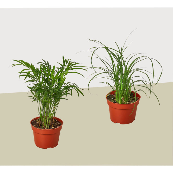 2 Palm Variety Pack / 4" Pots / Live Plant / House Plant-4" Plant (2pk/$2) ($10 Ship/31oz)-American Plant Supply