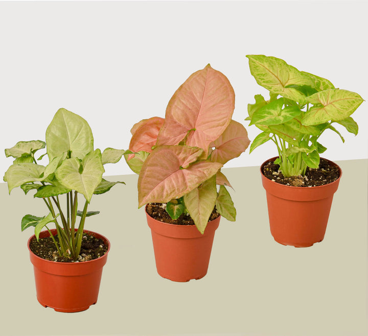 3 Different Syngonium Plants - Arrowhead Plants / 4" Pot / Live Plant-4" Plant (3pk/$2) ($13 Ship/47oz)-American Plant Supply
