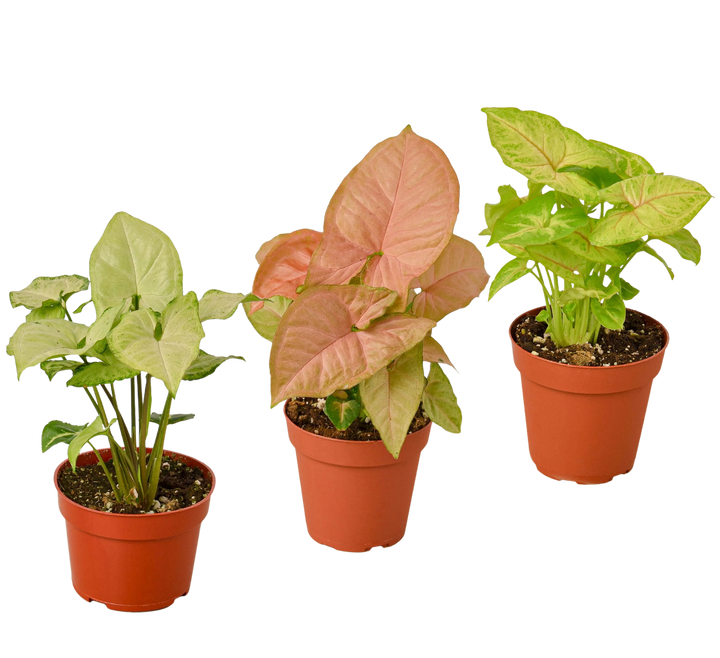 3 Different Syngonium Plants - Arrowhead Plants / 4" Pot / Live Plant-4" Plant (3pk/$2) ($13 Ship/47oz)-American Plant Supply