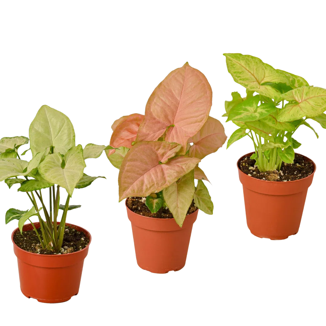 3 Different Syngonium Plants - Arrowhead Plants / 4" Pot / Live Plant-4" Plant (3pk/$2) ($13 Ship/47oz)-American Plant Supply