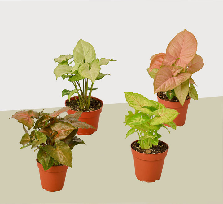 4 Different Syngonium Plants - Arrowhead Plants / 4" Pot / Live Plant-4" Plant (4pk/$2) ($13 Ship/47oz)-American Plant Supply