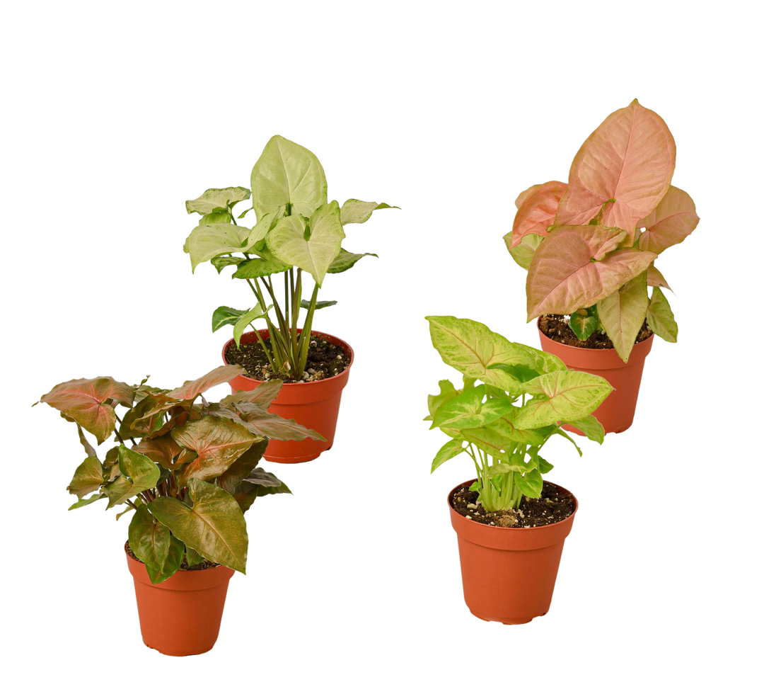 4 Different Syngonium Plants - Arrowhead Plants / 4" Pot / Live Plant-4" Plant (4pk/$2) ($13 Ship/47oz)-American Plant Supply