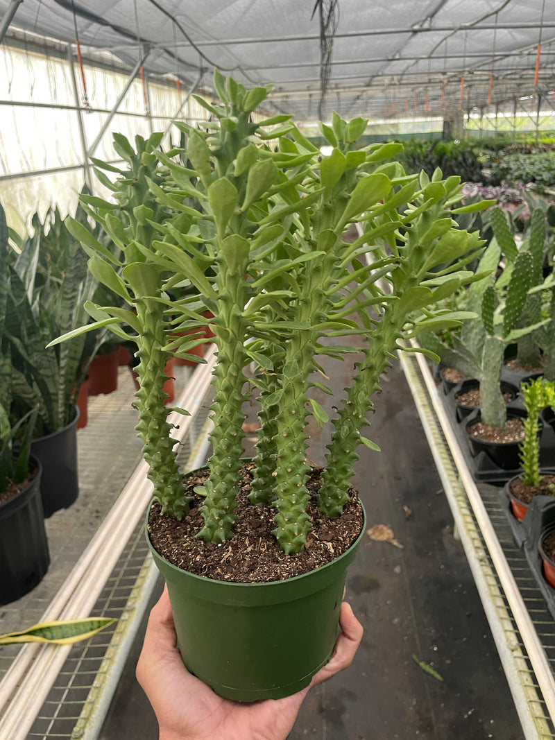 Euphorbia &