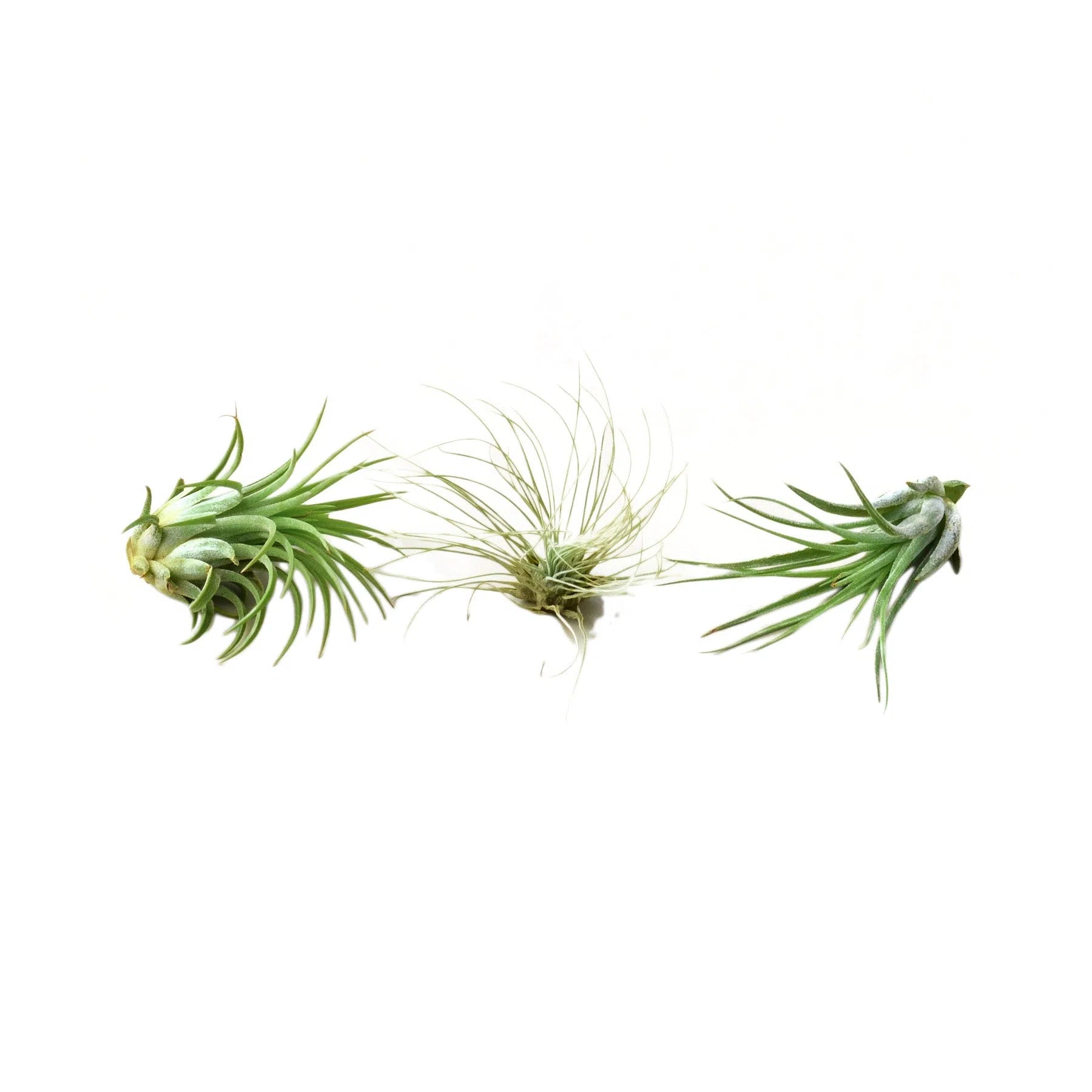 where to buy air plant seeds Air Plant 3 Pack - Three Air Plant Varieties