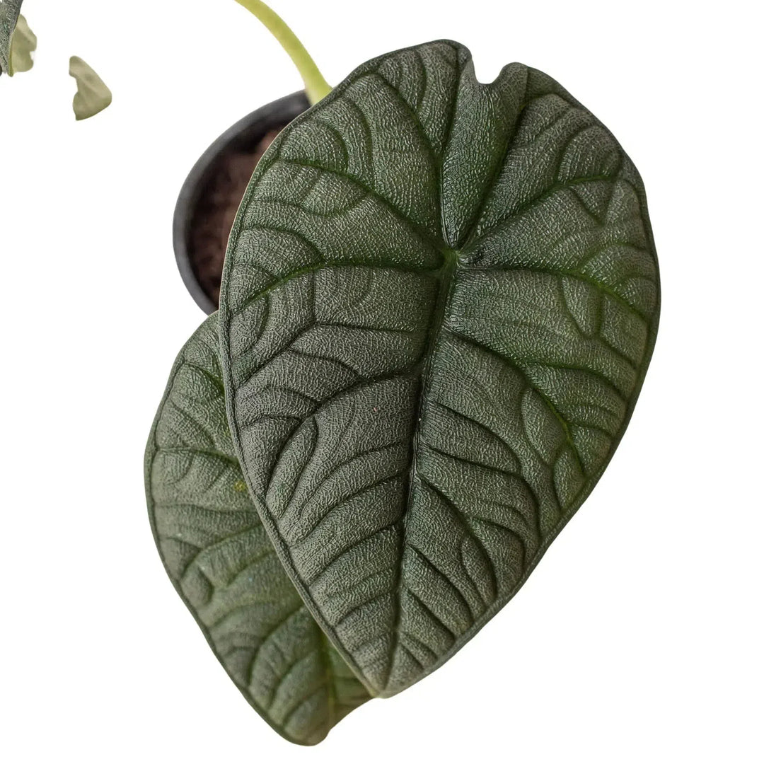 Alocasia 'Melo'-Indoor Plants-American Plant Supply