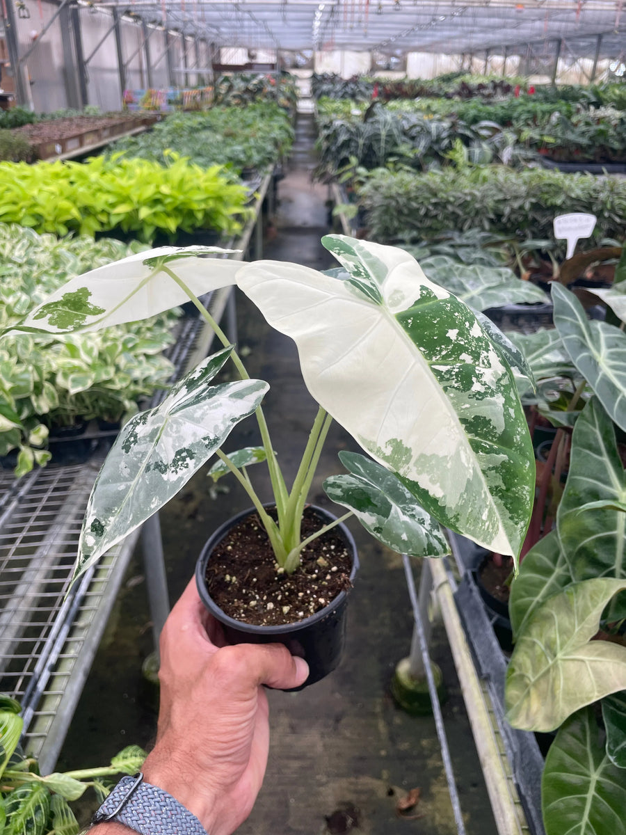 Alocasia Micholitziana 'Frydek' Variegated - 4" Pot-Indoor Plants-American Plant Supply