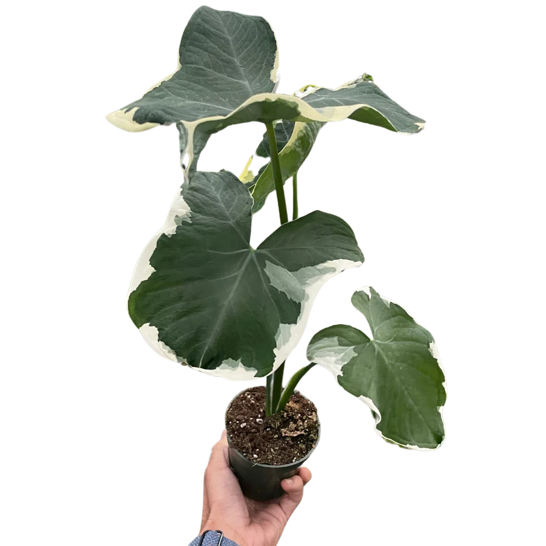 mickey mouse plant indoor Alocasia 'Mickey Mouse' (Xanthosoma sagittifolium 'Variegatum Monstrosum')