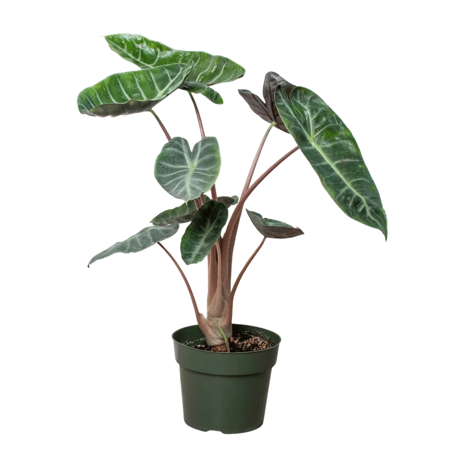 Alocasia Pink Dragon-Indoor Plants-American Plant Supply