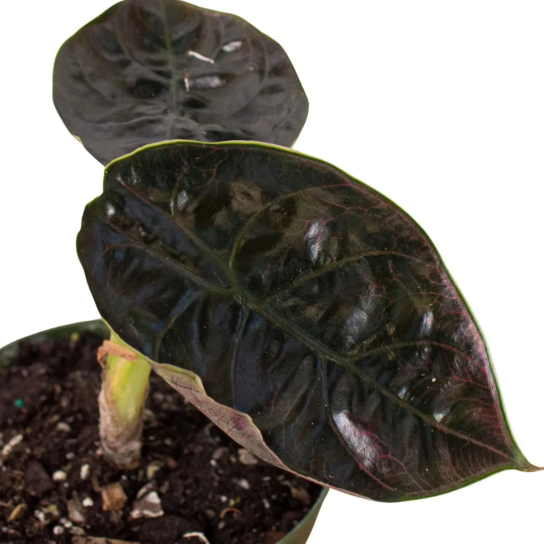 Alocasia 'Red Mambo' - 4" Pot-American Plant Supply