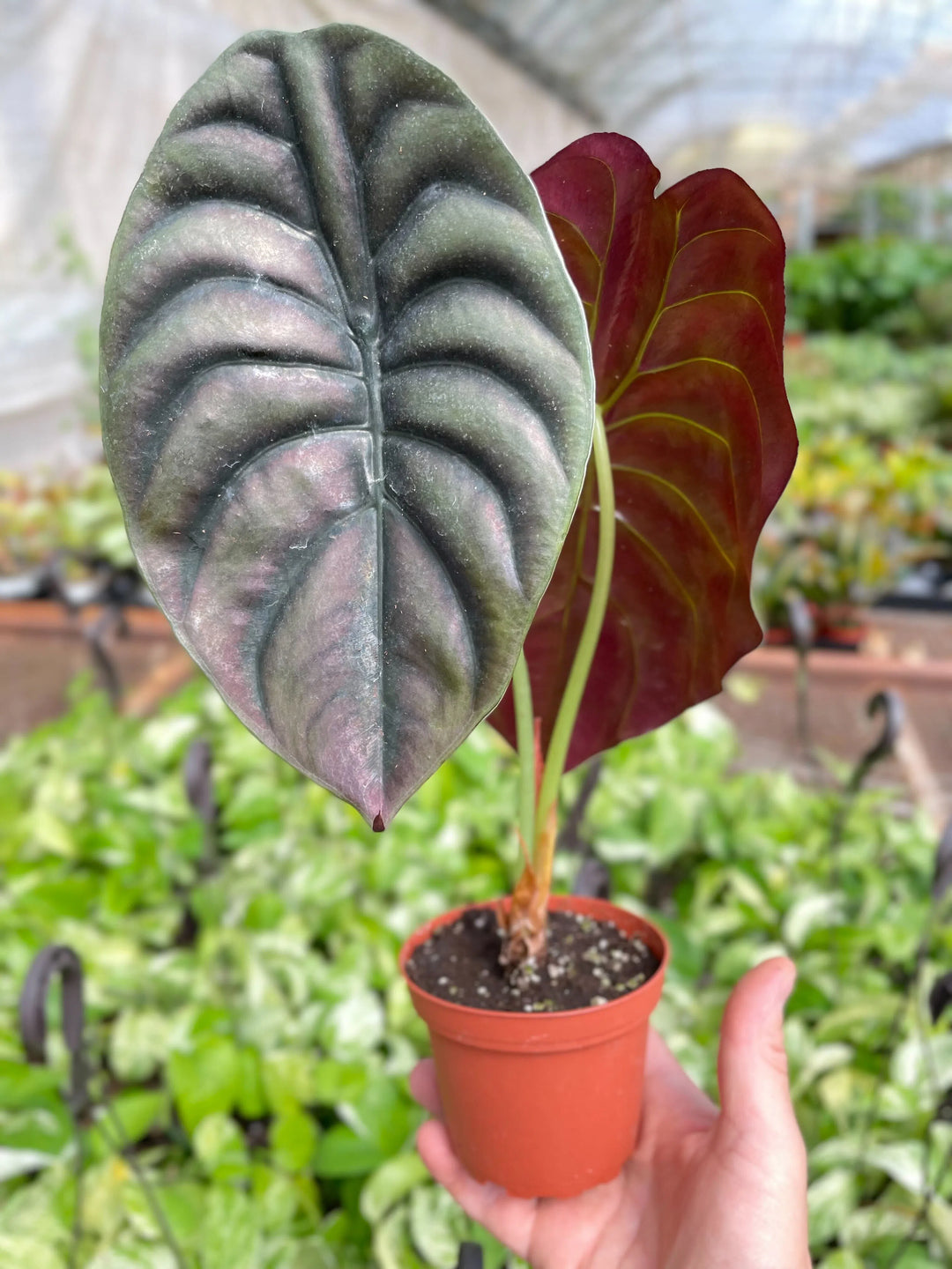 Alocasia 'Red Secret'-American Plant Supply