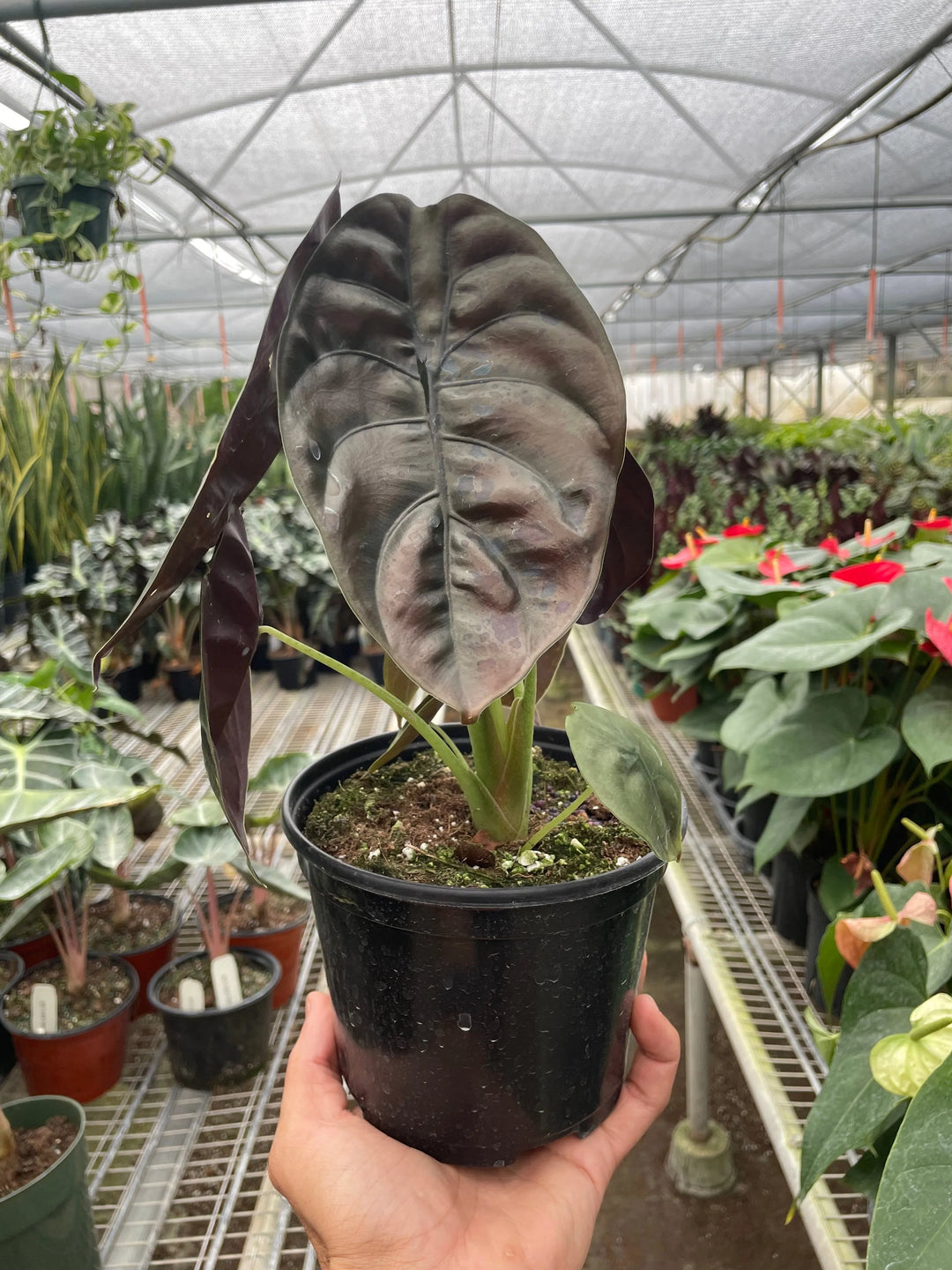Alocasia 'Red Secret'-American Plant Supply