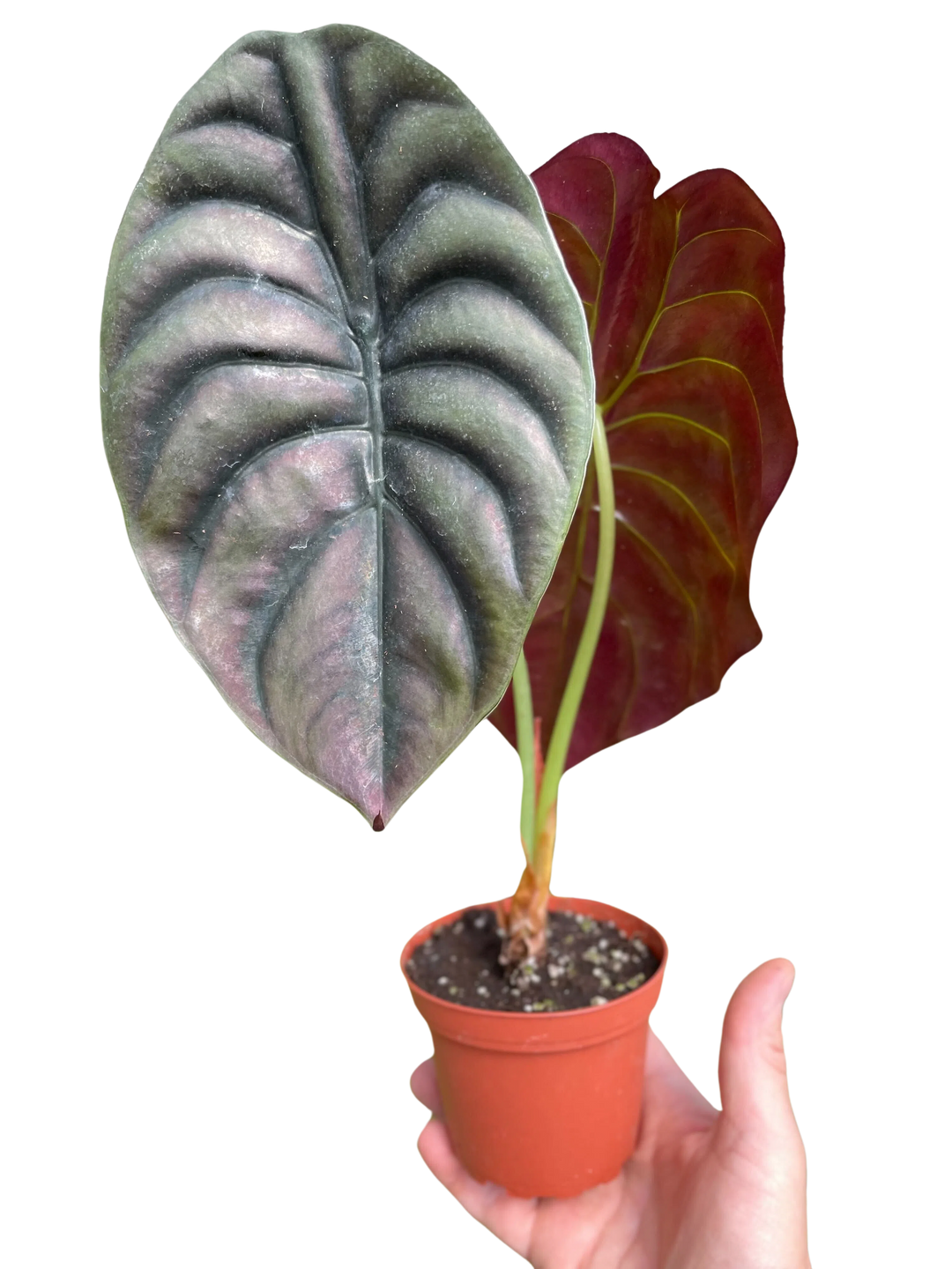 Alocasia 'Red Secret'-American Plant Supply
