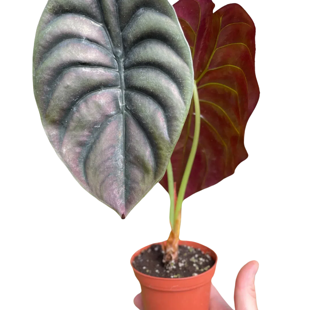 Alocasia 'Red Secret'-American Plant Supply