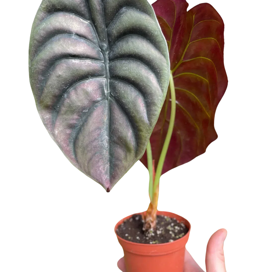 Alocasia 'Red Secret'-American Plant Supply