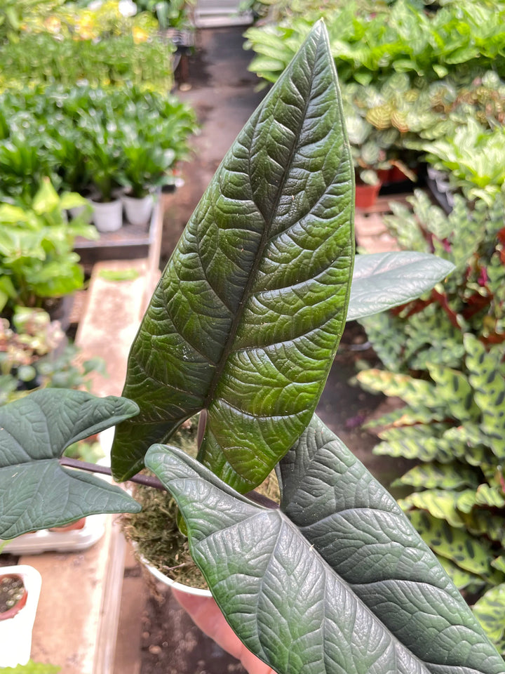 Alocasia 'Scalprum'-Indoor Plants-American Plant Supply