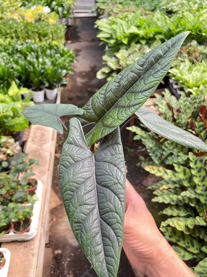 Alocasia 'Scalprum'-Indoor Plants-American Plant Supply