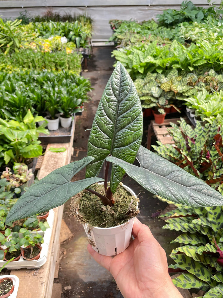 Alocasia 'Scalprum'-Indoor Plants-American Plant Supply