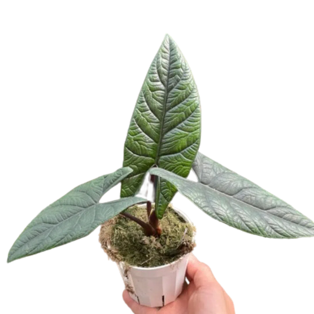 scalprum plant Alocasia 'Scalprum' exclusive at American Plant Supply
