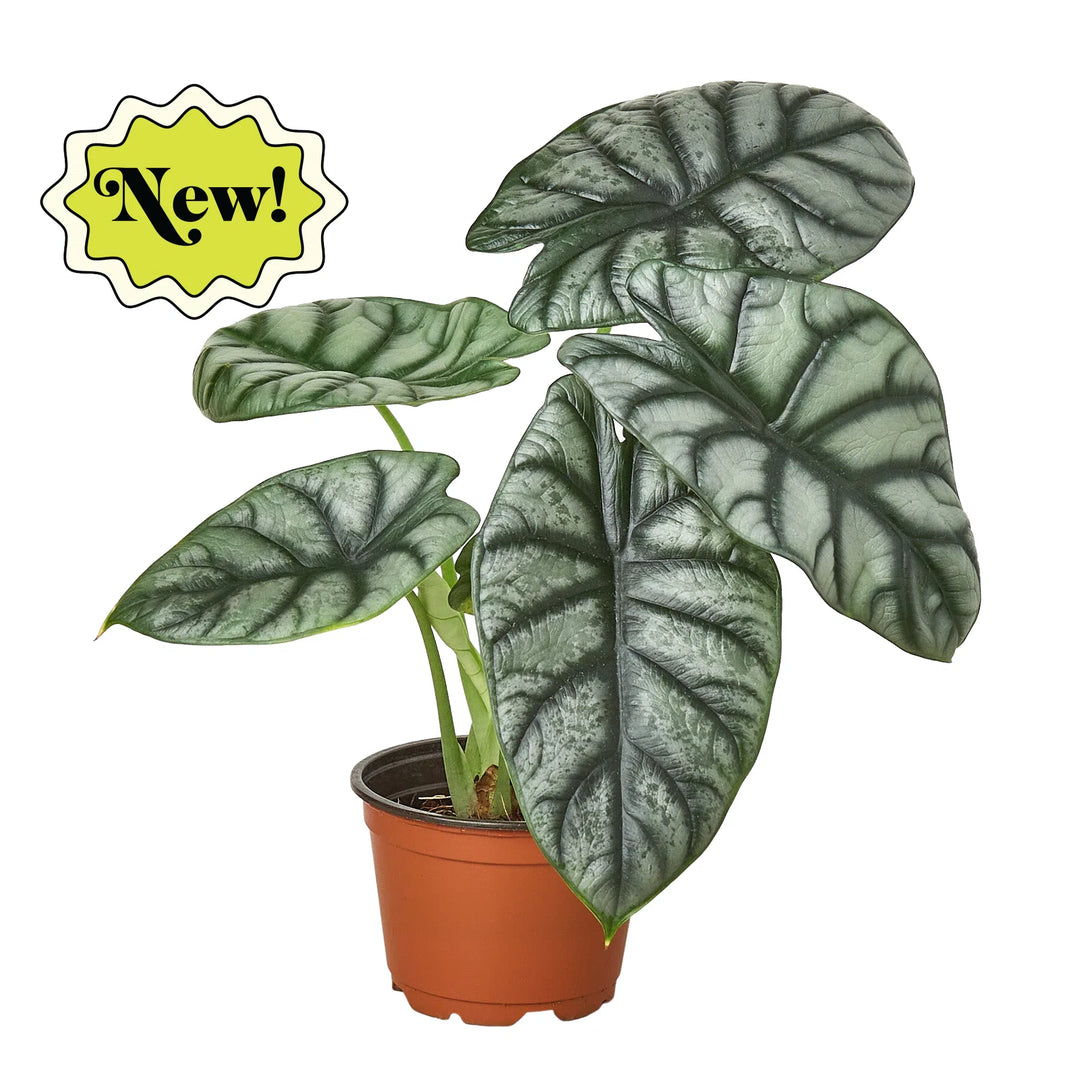 Alocasia Silver Dragon-Indoor Plants-American Plant Supply