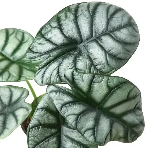 Alocasia Silver Dragon-Indoor Plants-American Plant Supply