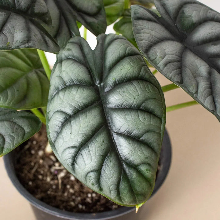 Alocasia Silver Dragon-Indoor Plants-American Plant Supply