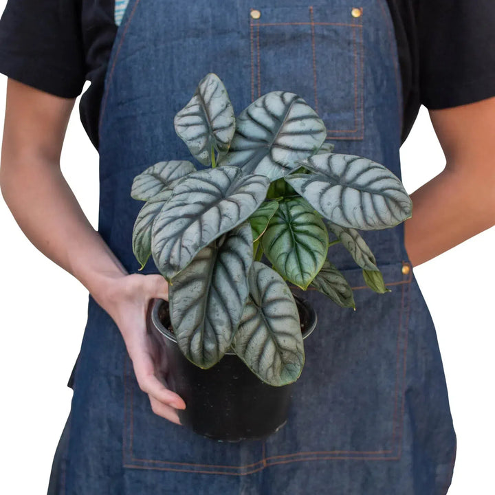 Alocasia Silver Dragon-Indoor Plants-American Plant Supply