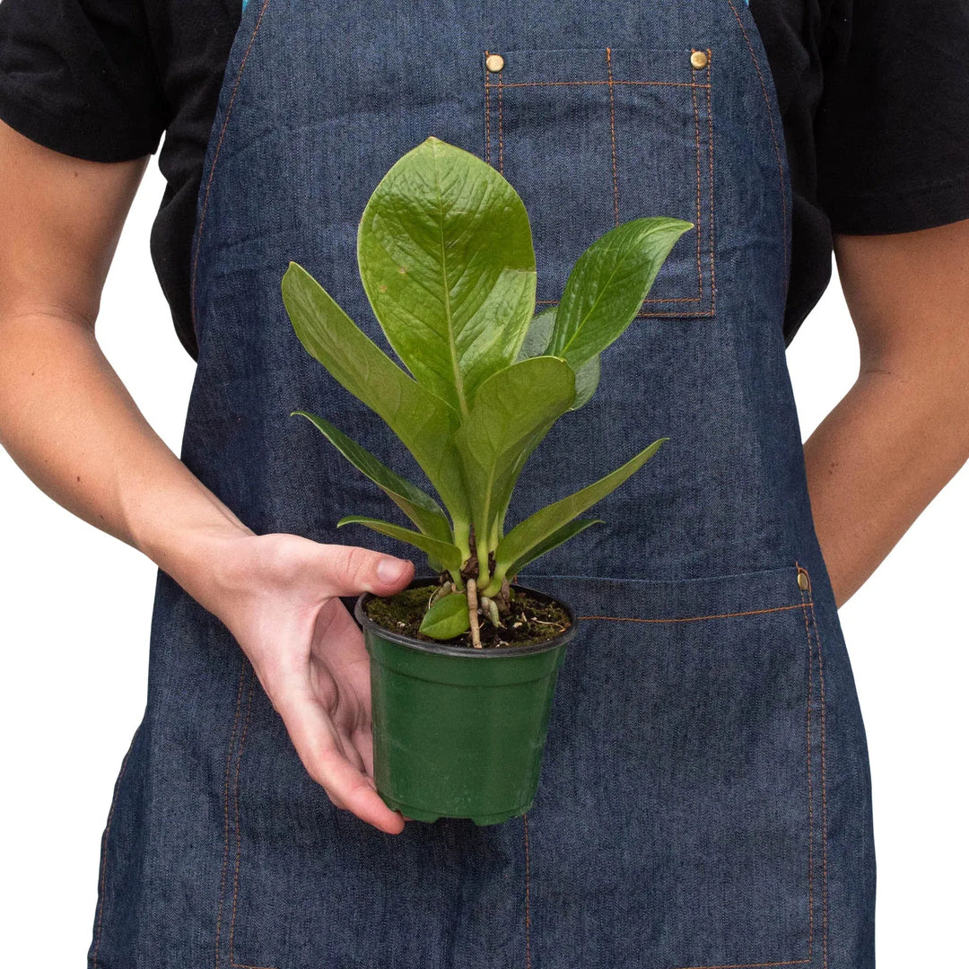 Anthurium 'Cobra'-Indoor Plants-American Plant Supply